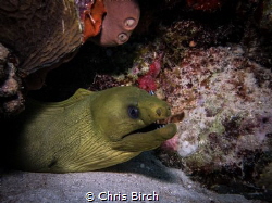 Green Moray Penon Reef Bayahibe with canon g7x and single... by Chris Birch 